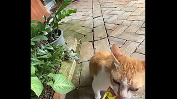 Not a crazy cat lady triying to make cat friends here d