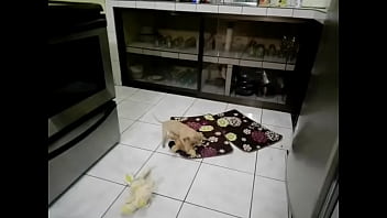 Funny sexy blonde got two cocks