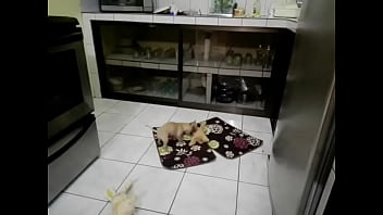 Funny sexy blonde got two cocks