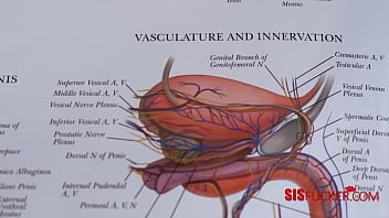 Studying the reproductive system with step sis Studying the reproductive system with step sis