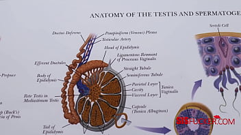 Studying the reproductive system with step sis Studying the reproductive system with step sis