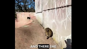 Rescued barn cat lara update