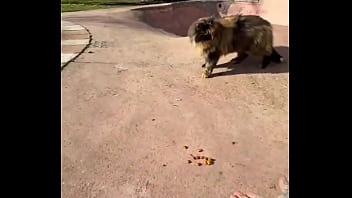 Rescued barn cat lara update