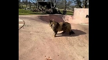 Rescued barn cat lara update