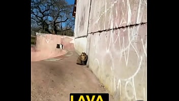 Rescued barn cat lara update