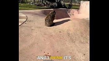 Rescued barn cat lara update