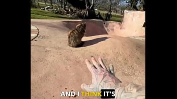 Rescued barn cat lara update