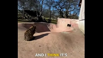 Rescued barn cat lara update