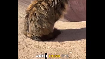 Rescued barn cat lara update