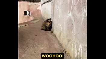 Rescued barn cat lara update