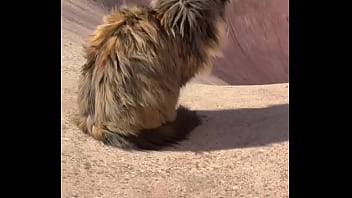 Rescued barn cat lara update