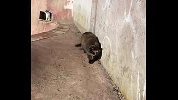 Rescued barn cat lara update