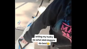 My husky pulling his older brother in the wagon