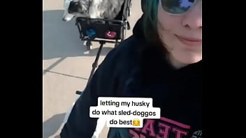 My husky pulling his older brother in the wagon