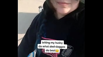 My husky pulling his older brother in the wagon