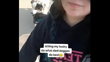 My husky pulling his older brother in the wagon