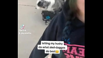 My husky pulling his older brother in the wagon