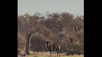 Hello la team je vous présente la 1ere partie de mon voyage en afrique du sud