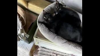 Do you love cats in chiang mai there's a beautiful place called suanmeow maewang check them out and visit th