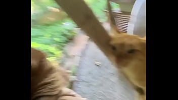 Do you love cats in chiang mai there's a beautiful place called suanmeow maewang check them out and visit th