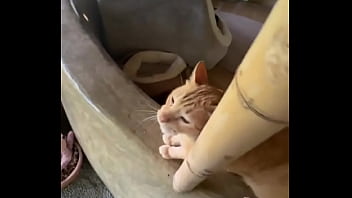 Do you love cats in chiang mai there's a beautiful place called suanmeow maewang check them out and visit th