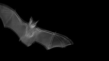 Ts Angelique Monroe Vampire Adventures thumbnail