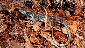 ð¡ðµñ€ð°ñ ññ‰ðµñ€ð¸ñ†ð° y24