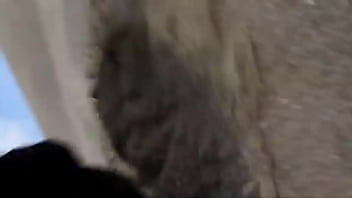 Uriel no llego a usa