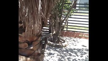 Analebony's christmas message