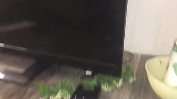 Stallions mares office of the creator