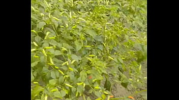 Kebun Kebun