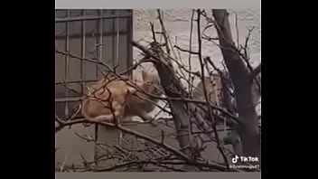 Vídeo de verificação