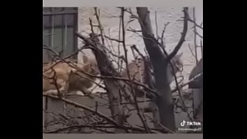 Vídeo De Verificação thumbnail