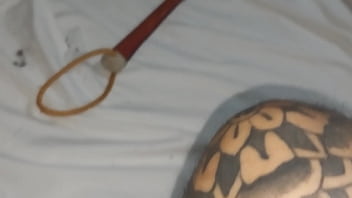 Dorynha brazilian bdsm slave and her master daily shorts