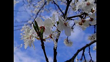 Slideshow Drckm2 thumbnail