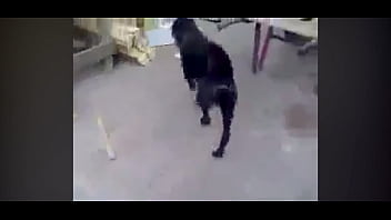 Dog Corinthians Puto thumbnail