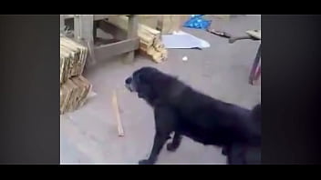 Dog corinthians puto