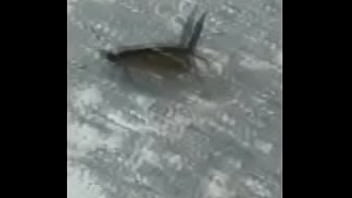 Borboletas cupulando ao som de pumped up 4