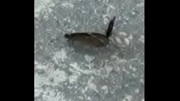 Borboletas cupulando ao som de pumped up 4