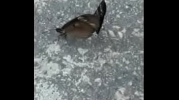 Borboletas cupulando ao som de pumped up 4