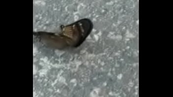 Borboletas cupulando ao som de pumped up 4