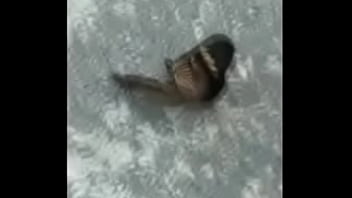 Borboletas cupulando ao som de pumped up 4