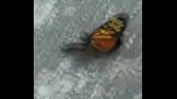 Borboletas cupulando ao som de pumped up 4