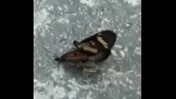 Borboletas cupulando ao som de pumped up 4