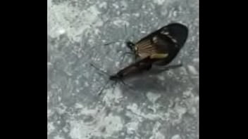 Borboletas cupulando ao som de pumped up 4