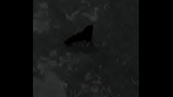 Borboletas cupulando ao som de pumped up 4