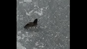 Borboletas cupulando ao som de pumped up 4