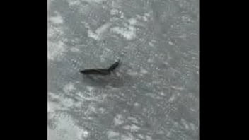 Borboletas cupulando ao som de pumped up 4