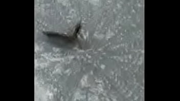 Borboletas cupulando ao som de pumped up 4