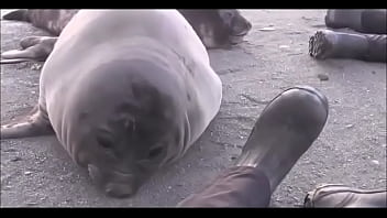 Видео для верификации